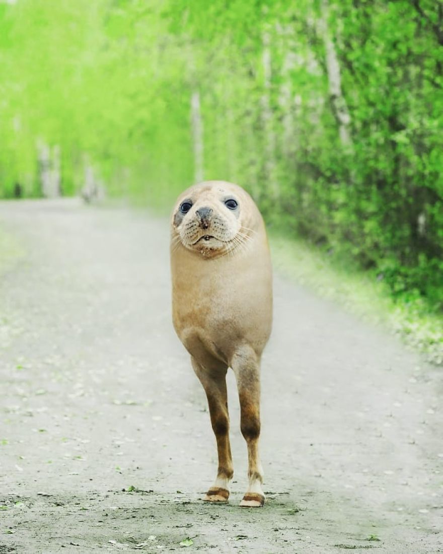 This Artist Creates New Species Of Animals With Photoshop And The Result Is Amazingly Funny