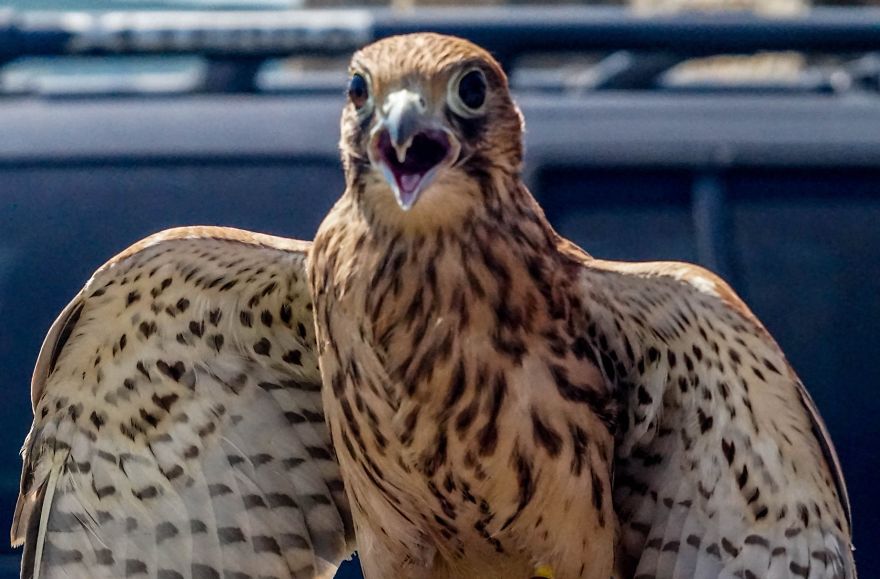 Hawk Photo