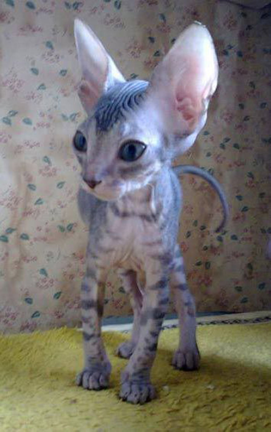 Hairless Kittens Or Adorable Little Aliens