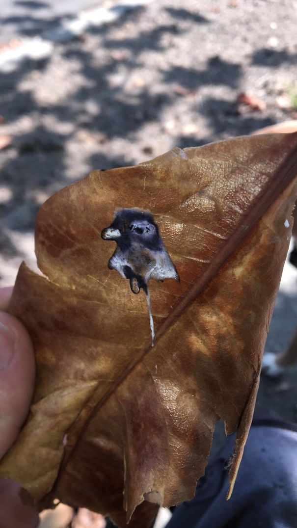 Pigeon Pooped A Portrait Of Itself On A Leaf
