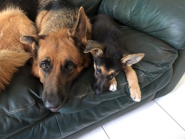 A Puppy I Adopted Can’t Get Her Right Ear To Stand, Just Like My 3-Year-Old German Shepherd