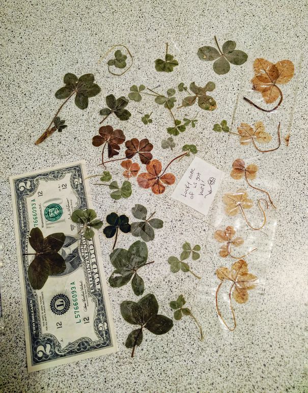 My Collection Of 35 - 4 Leaf Clovers And 3 - 5 Leave Clovers, One Of Which Grew On The Same Stem As Another 4 Leaf Clover (All Found By Myself)
