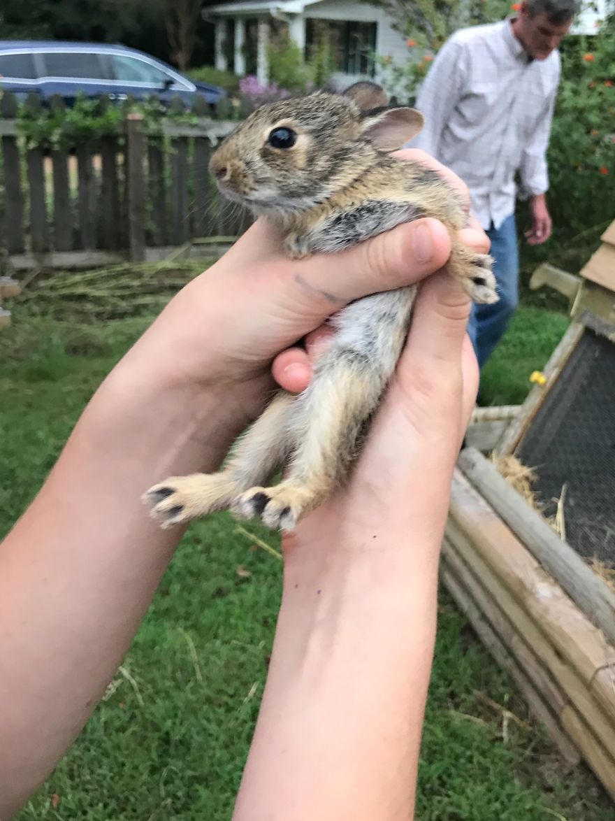 We Found A Bunny... With Our Chickens!