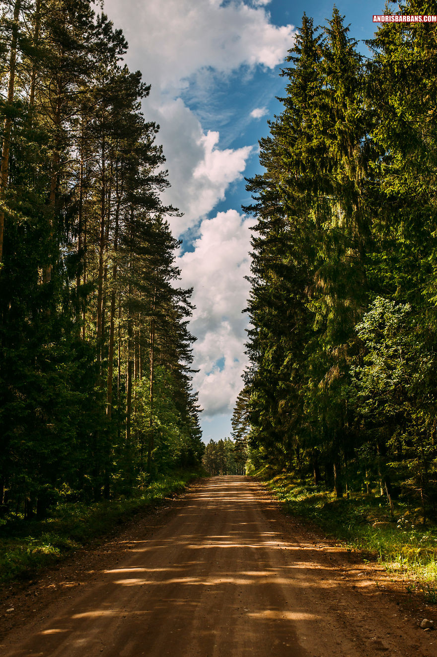 Forest Road In Durbe