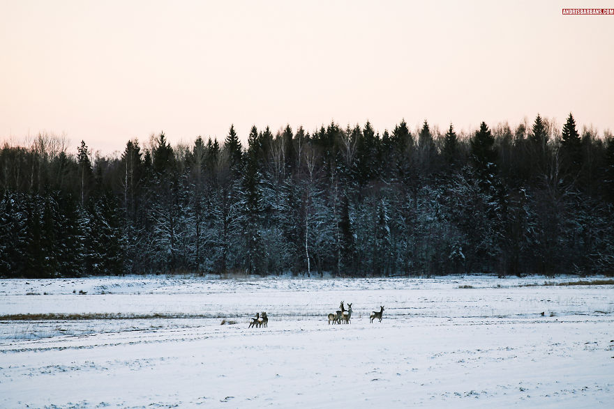 Deer Herd Near Forest In Tukums