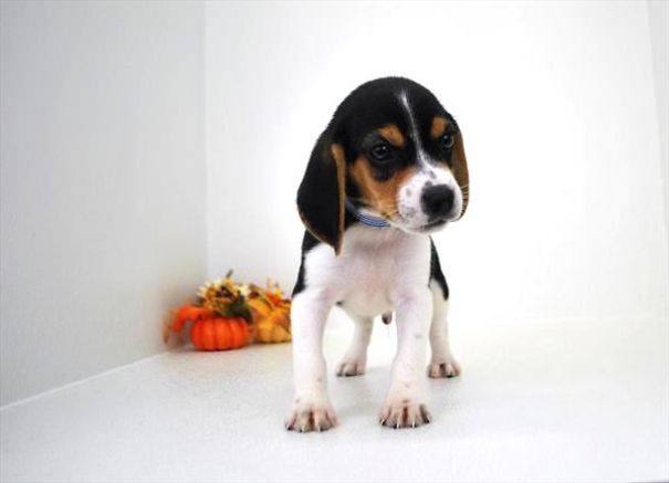 Chews A Puppy - New Arrivals!