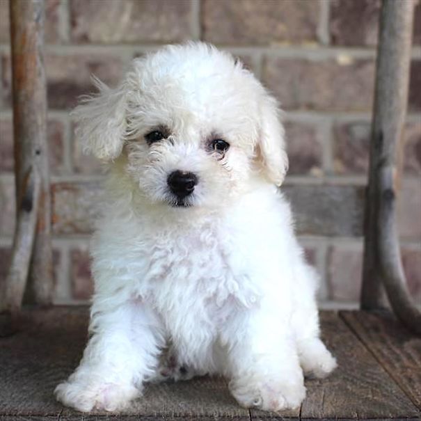 Chews A Puppy - New Arrivals!