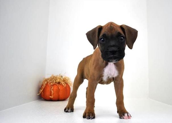 Chews A Puppy - New Arrivals!