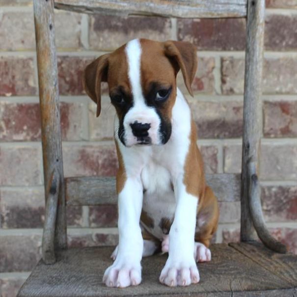 Chews A Puppy - New Arrivals!
