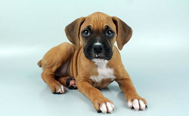 Chews A Puppy - New Arrivals!