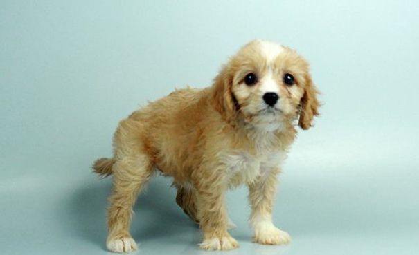 Chews A Puppy - New Arrivals!