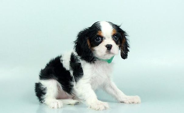 Chews A Puppy - New Arrivals!