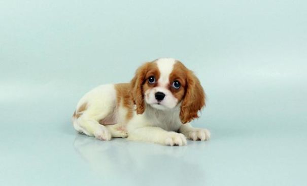 Chews A Puppy - New Arrivals!