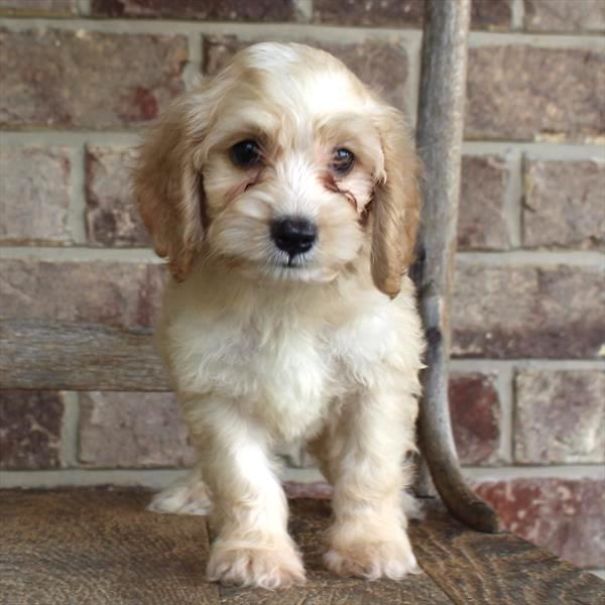 Chews A Puppy - New Arrivals!