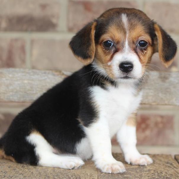 Chews A Puppy - New Arrivals!