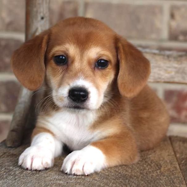 Chews A Puppy - New Arrivals!