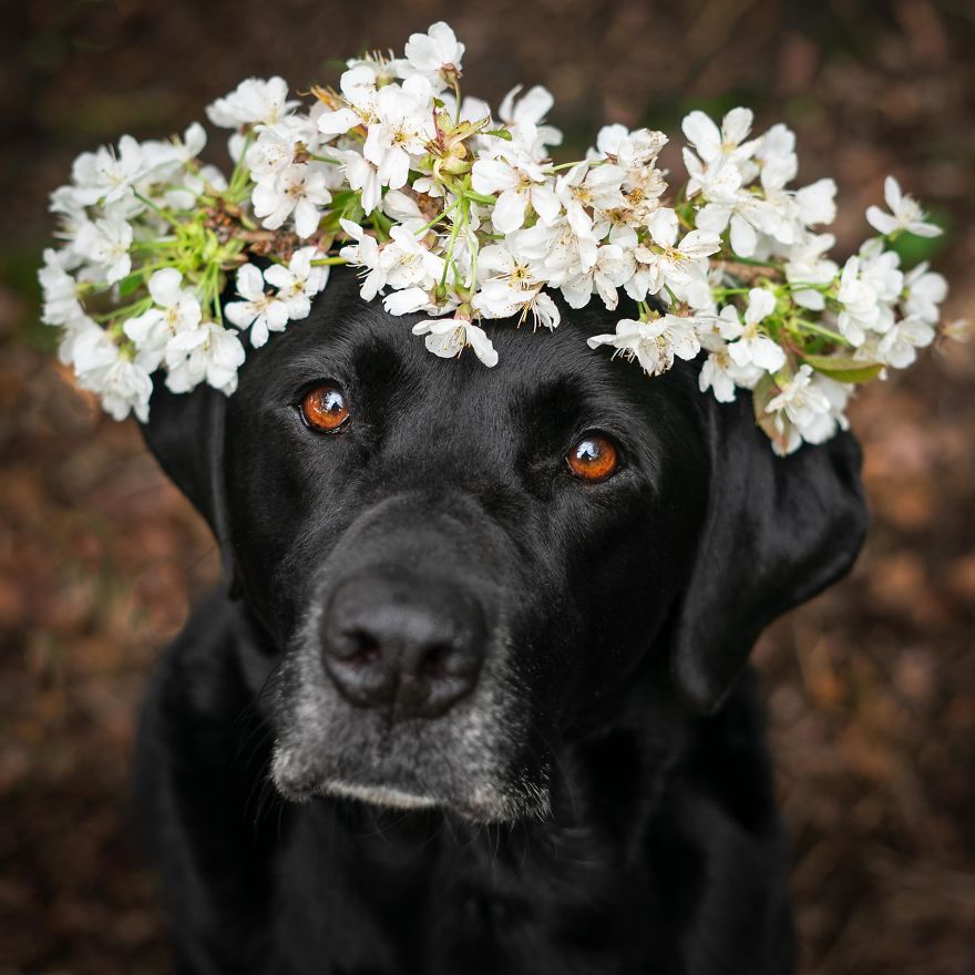 My Dogs Woodland Adventures