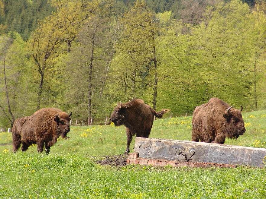 "Dragos Voda" Reserve: The Only Place In Europe Where You Can Meet Bisons In Freedom