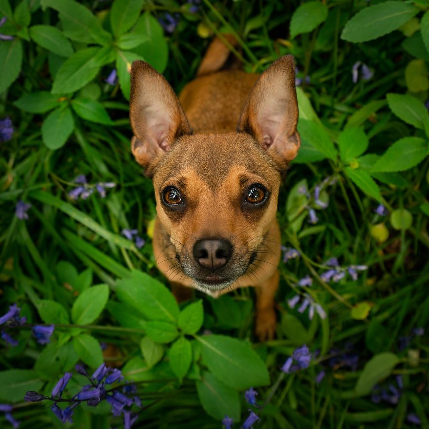 My Dogs Woodland Adventures