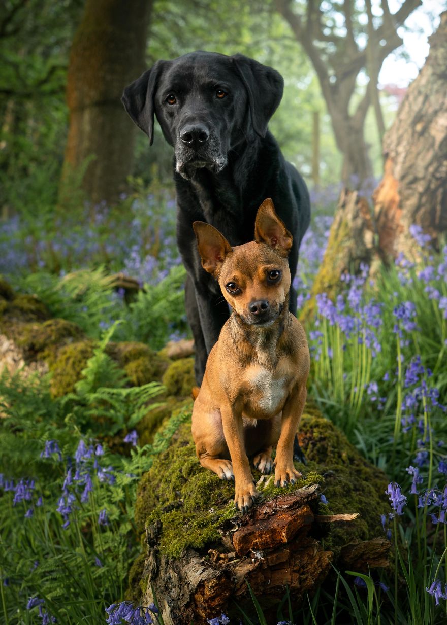 My Dogs Woodland Adventures