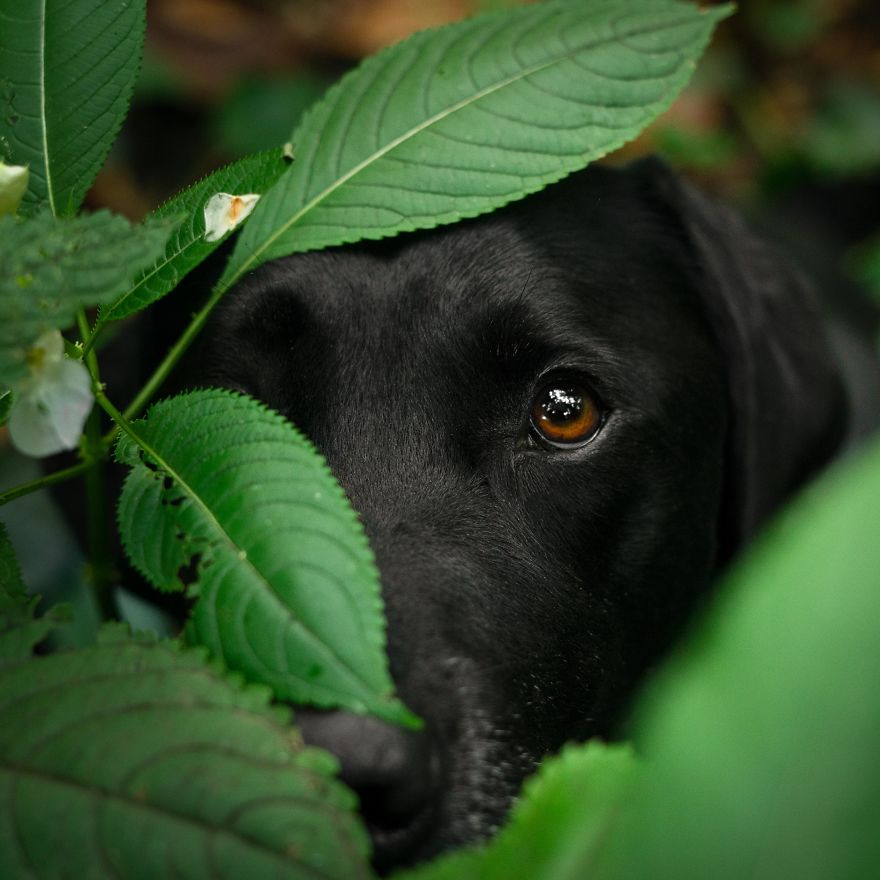 My Dogs Woodland Adventures