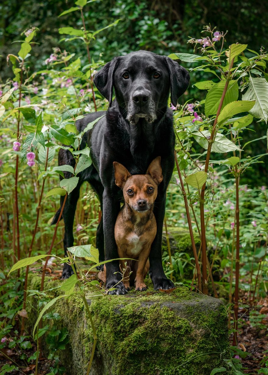 My Dogs Woodland Adventures