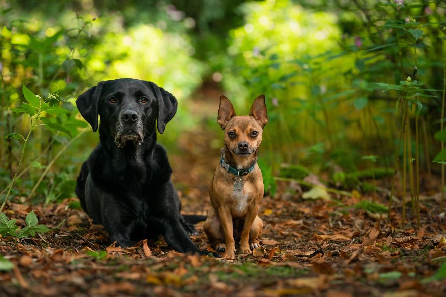 My Dogs Woodland Adventures