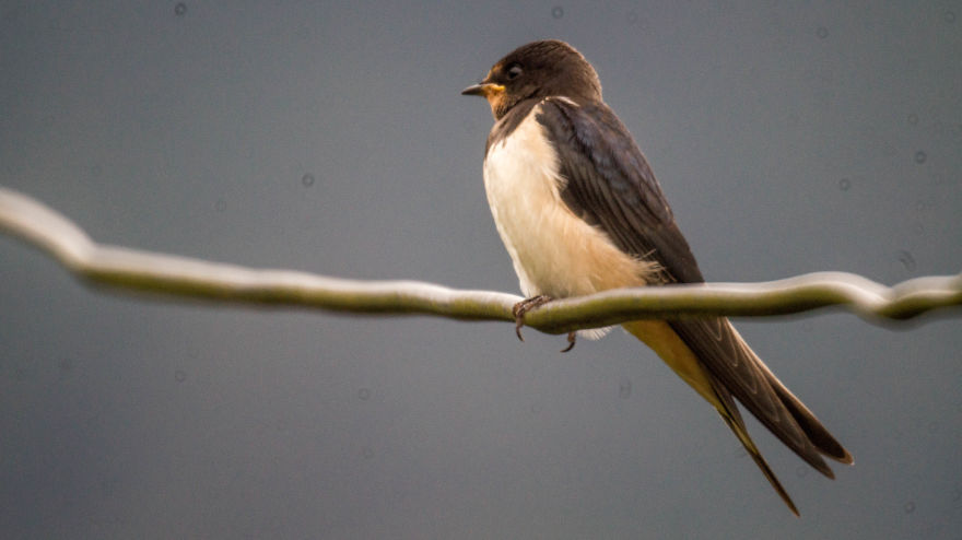 Birds I Photographed