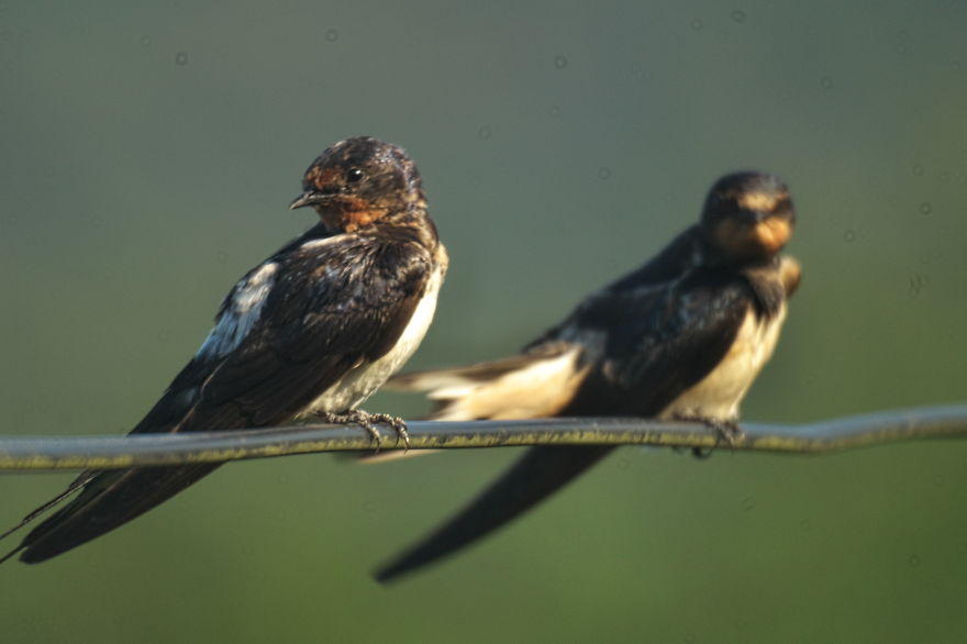 Birds I Photographed