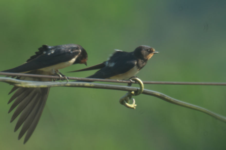 Birds I Photographed