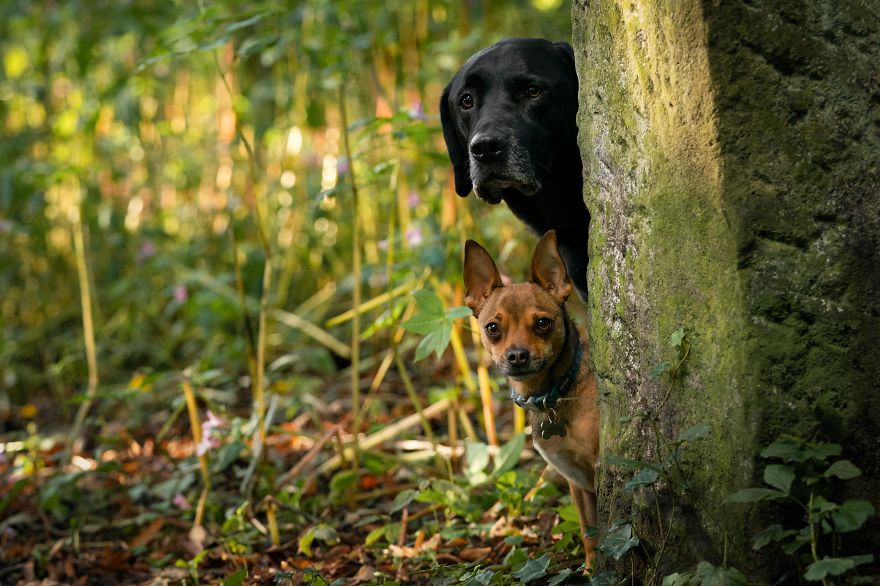 My Dogs Woodland Adventures
