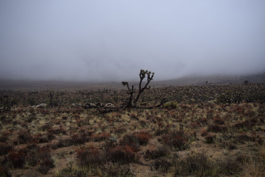 Cloudy Field Cloudy Field