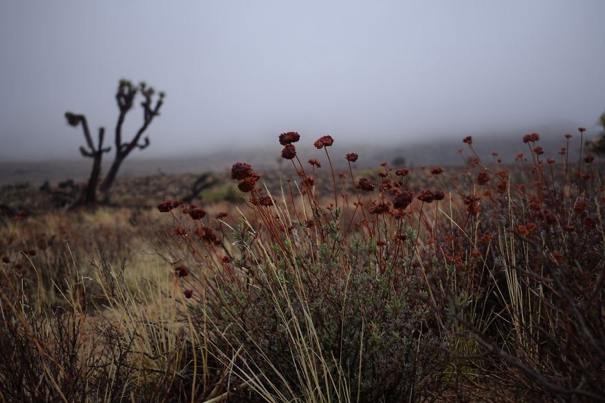 Cloudy Field Cloudy Field