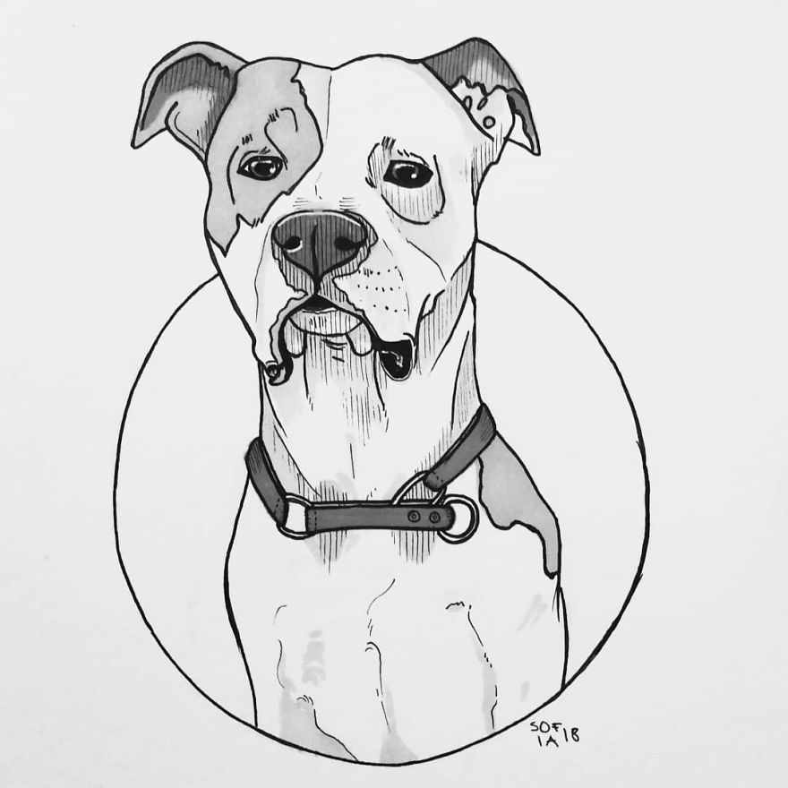 The American Staffordshire Terrier