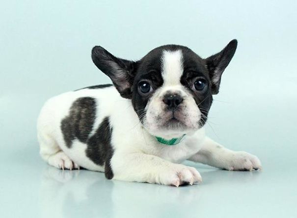 Chews A Puppy - New Arrivals!