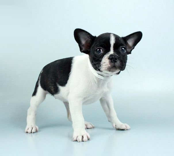 Chews A Puppy - New Arrivals!