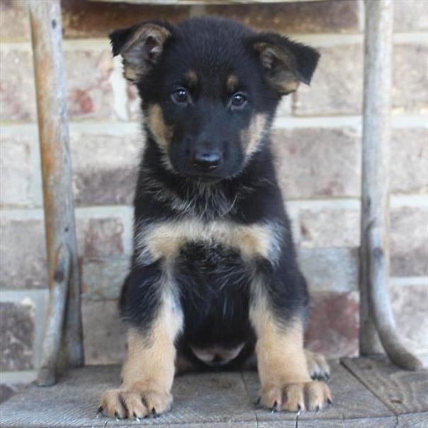 Chews A Puppy - New Arrivals!