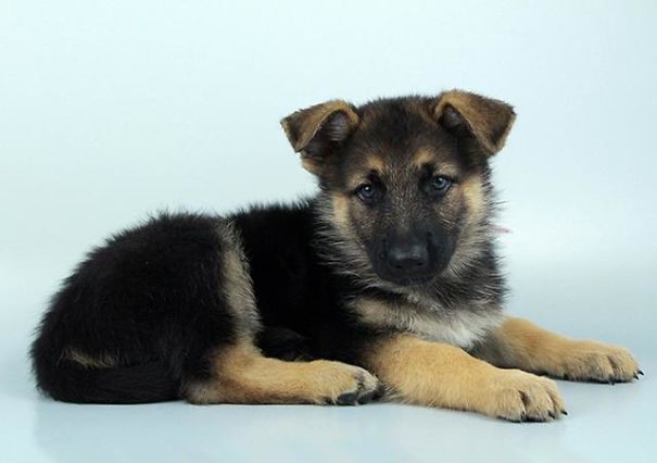 Chews A Puppy - New Arrivals!