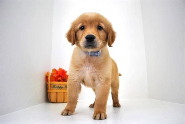 Chews A Puppy - New Arrivals!