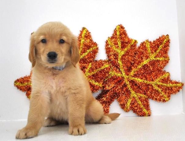 Chews A Puppy - New Arrivals!