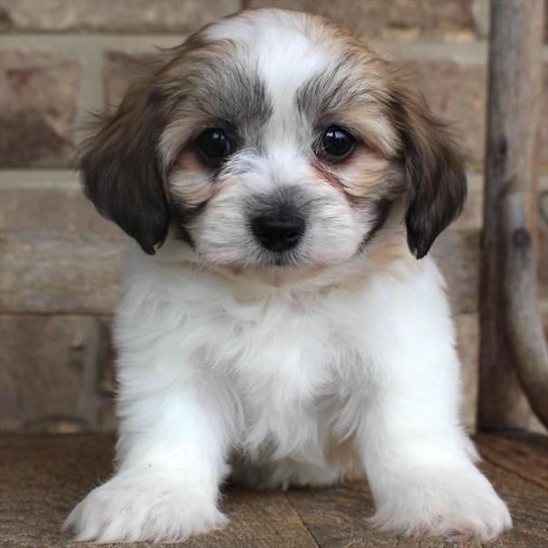 Chews A Puppy - New Arrivals!
