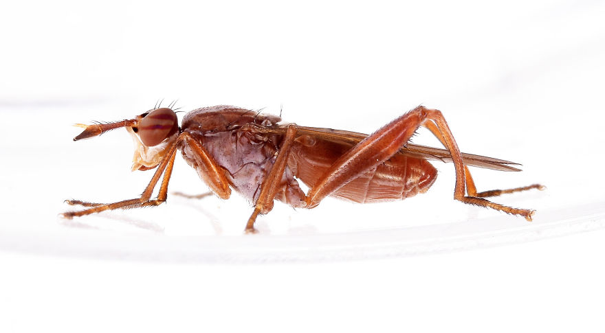 I Try To Show The Beauty Of Small Creatures I Try To Show The Beauty Of Small Creatures