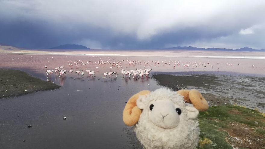 Laguna Colorada, Bolivia: Look How Many Flamingos!
