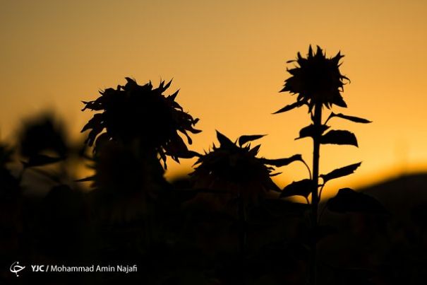 Iran&rsquo;s Beauties In Photos: Sunflower Farms Of Kurdistan