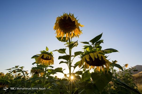 Iran&rsquo;s Beauties In Photos: Sunflower Farms Of Kurdistan