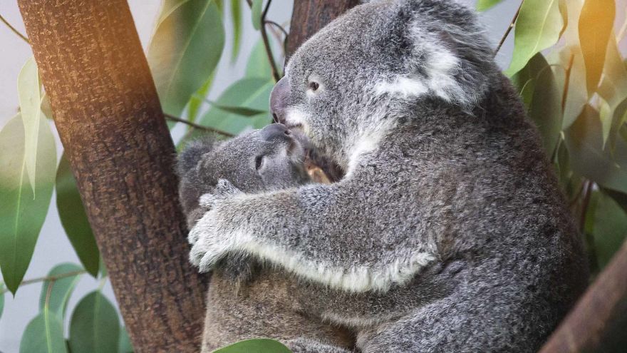 Koala Cub Makes Public Debut Accompanied By Parents