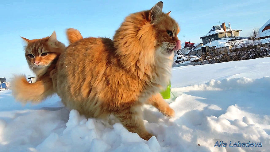 Koshlandia, Winter And Summer , Siberian Farm's Cats