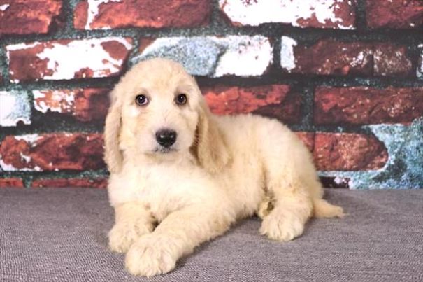 Chews A Puppy - New Arrivals!