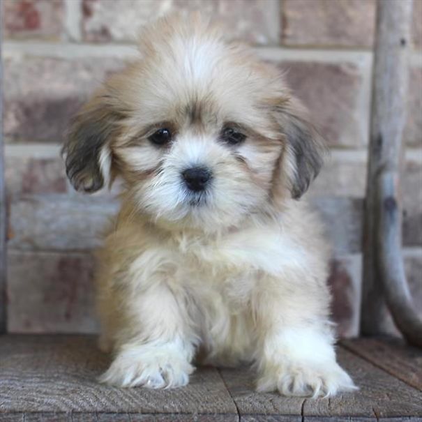Chews A Puppy - New Arrivals!