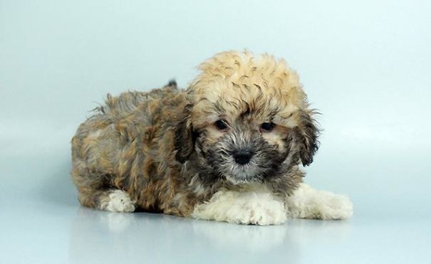 Chews A Puppy - New Arrivals!